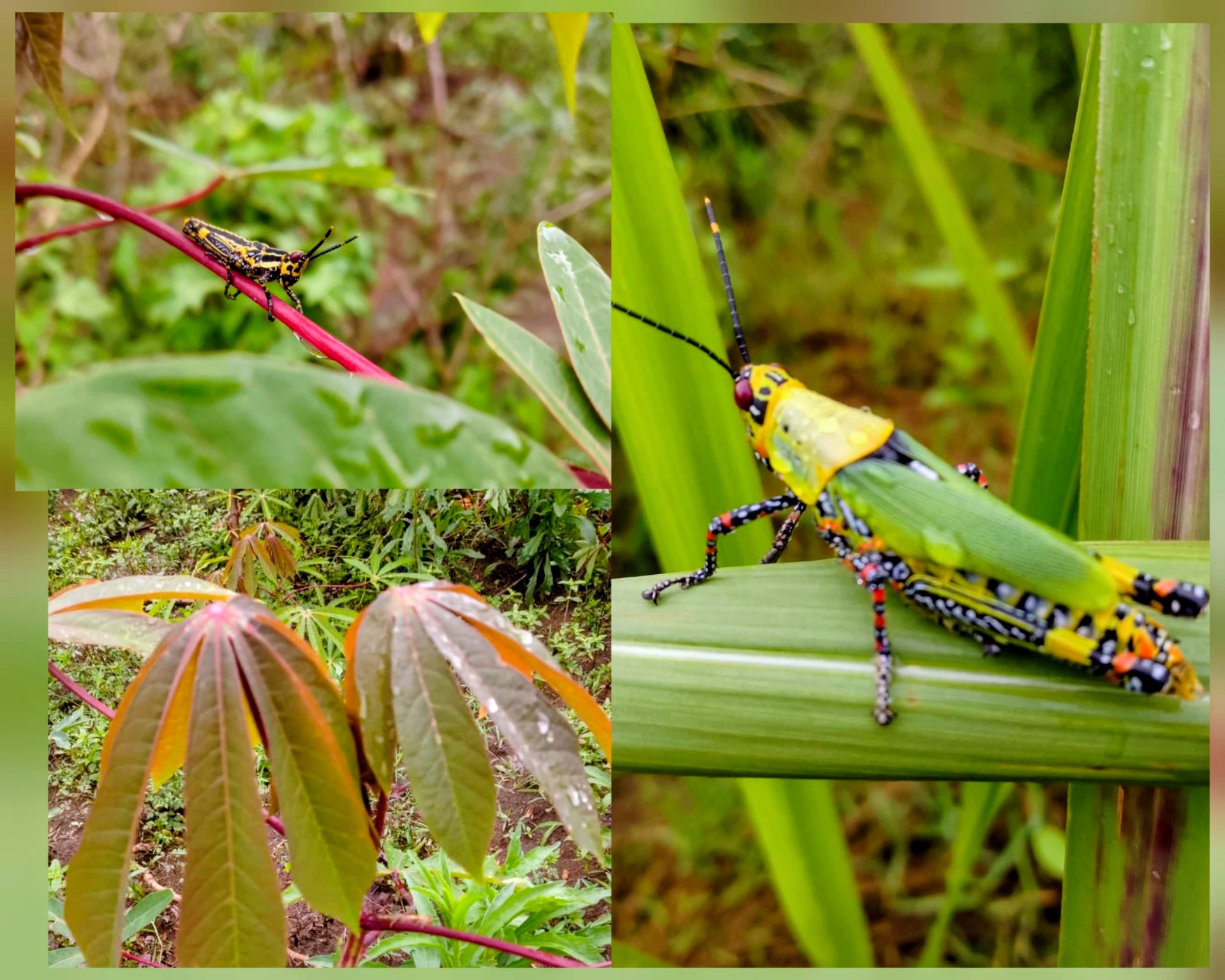 Ituri : une invasion d’insectes menace les cultures et la sécurité alimentaire à Aru