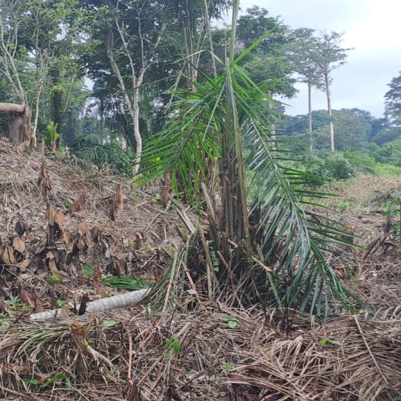 Kisangani : alerte sur la spoliation de la boucle de la Tshopo