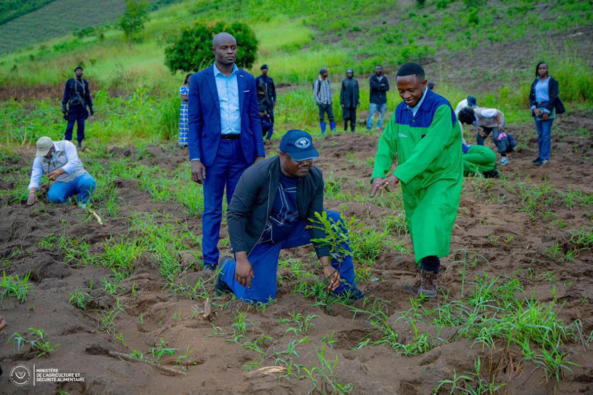 RDC : Muhindo Nzangi lance la culture du macadamia à Maluku