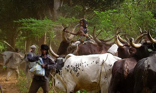Nord-Ubangi : le député Yaya Kuba dénonce l’occupation de la forêt de Businga par des éleveurs Mbororo 