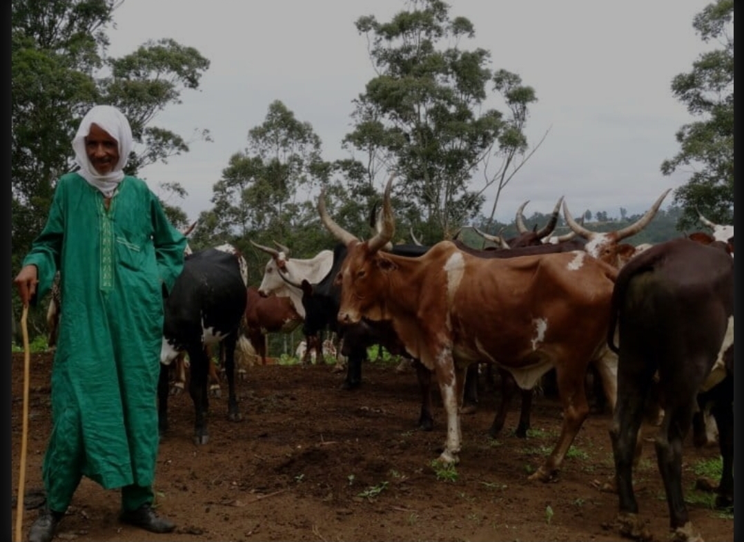 Faradje : quand le cantonnement des Mbororo à Nambia a échoué, leurs crimes se multiplient